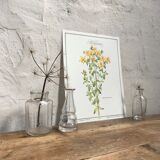 Botanical plank the Millepertuis