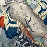 Ornithological plate J.G. Keulemans "Picus Leuconotus"