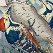 Planche Ornithologique J.G. Keulemans "Picus Leuconotus"