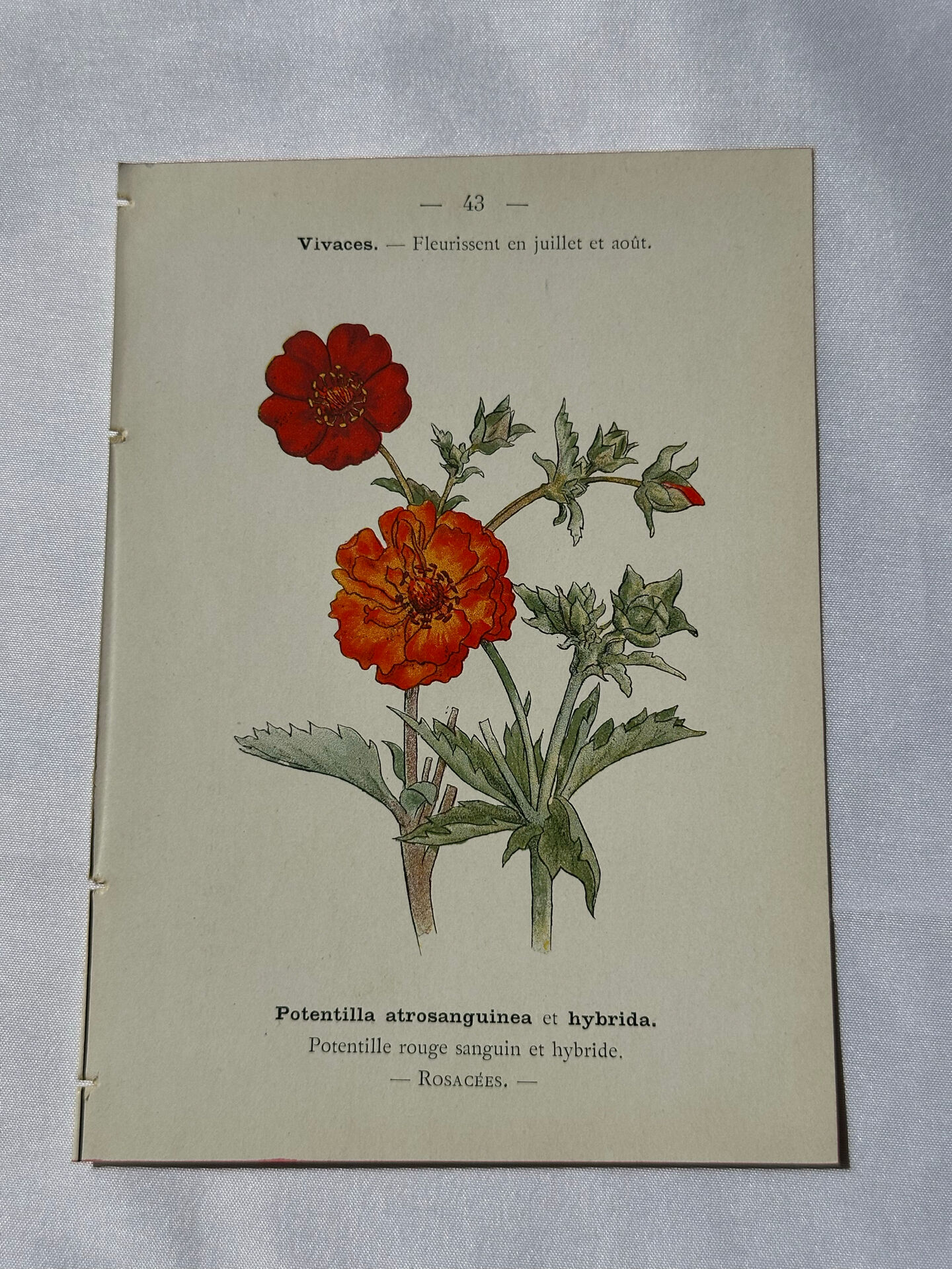 🌿 Botanical Plate Old Naturalist Engraving 19th Century Double-Sided
