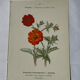 🌿 Botanical Plate Old Naturalist Engraving 19th Century Double-Sided