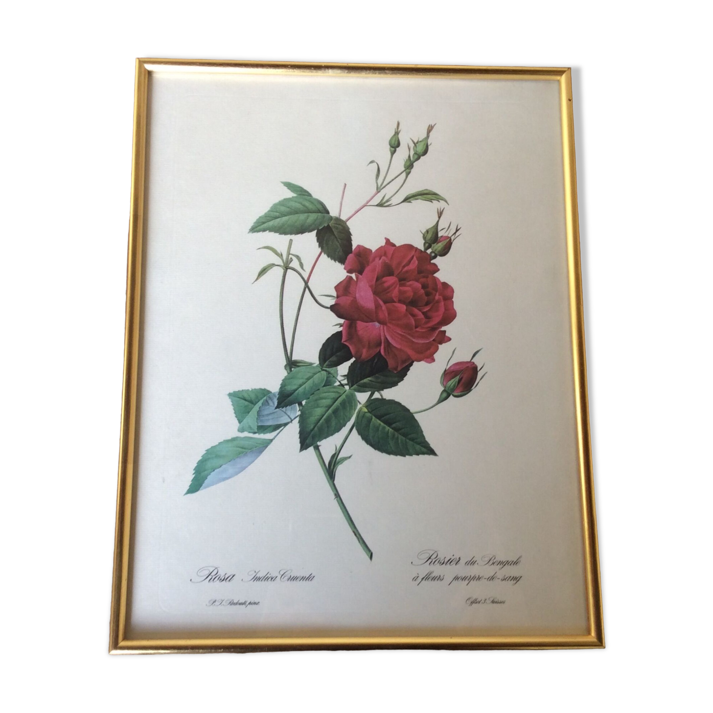 Illustration Feared pink Bengal