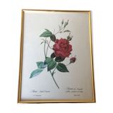 Illustration Feared pink Bengal