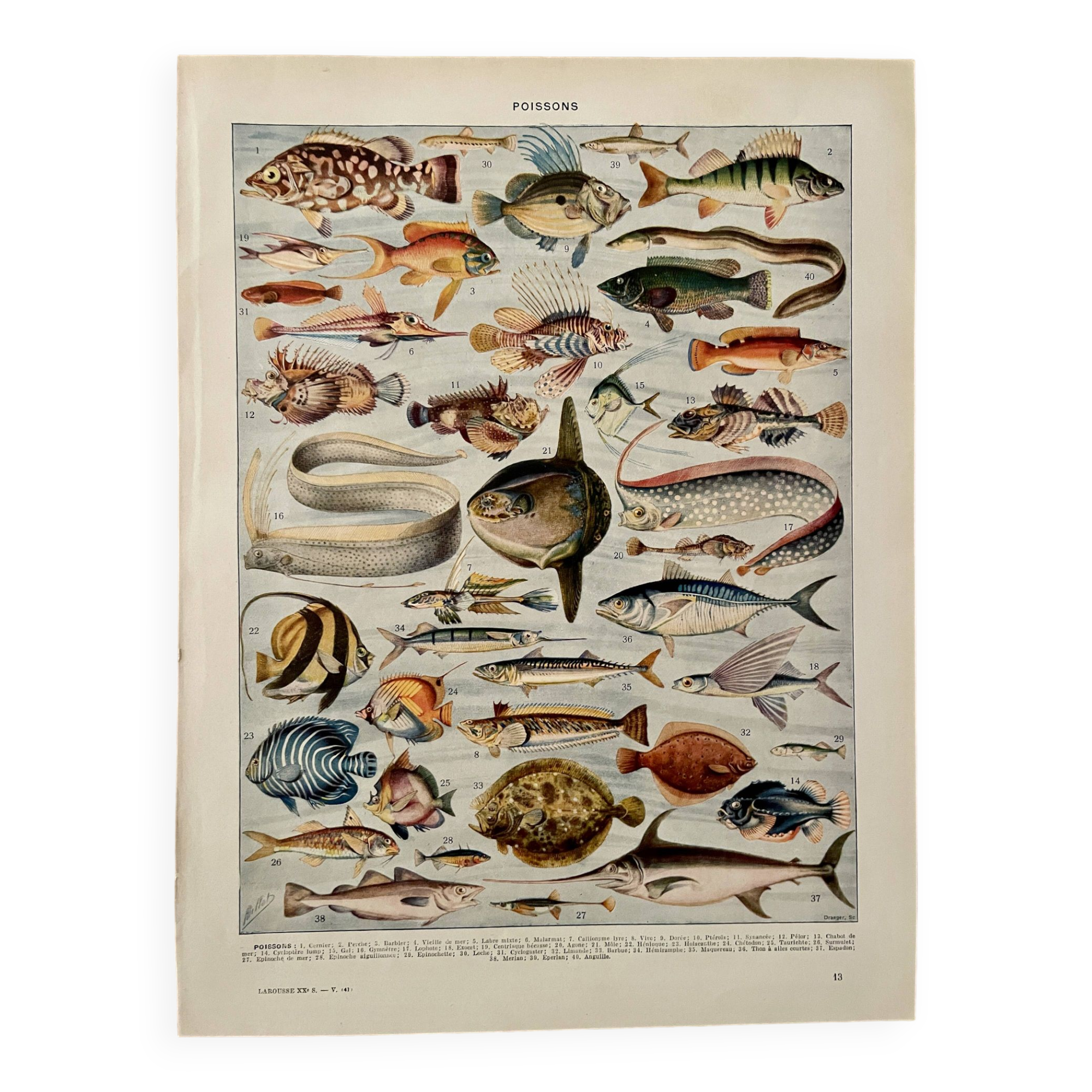 Lithographie sur les poissons - 1930