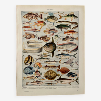 Lithographie sur les poissons - 1930