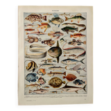 Lithograph on fish - 1930