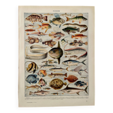 Lithograph on fish - 1930