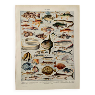 Lithographie sur les poissons - 1930