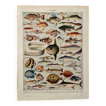Lithograph on fish - 1930