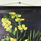 Vintage educational pull-down chart Jung Koch Quentell school map illustration
