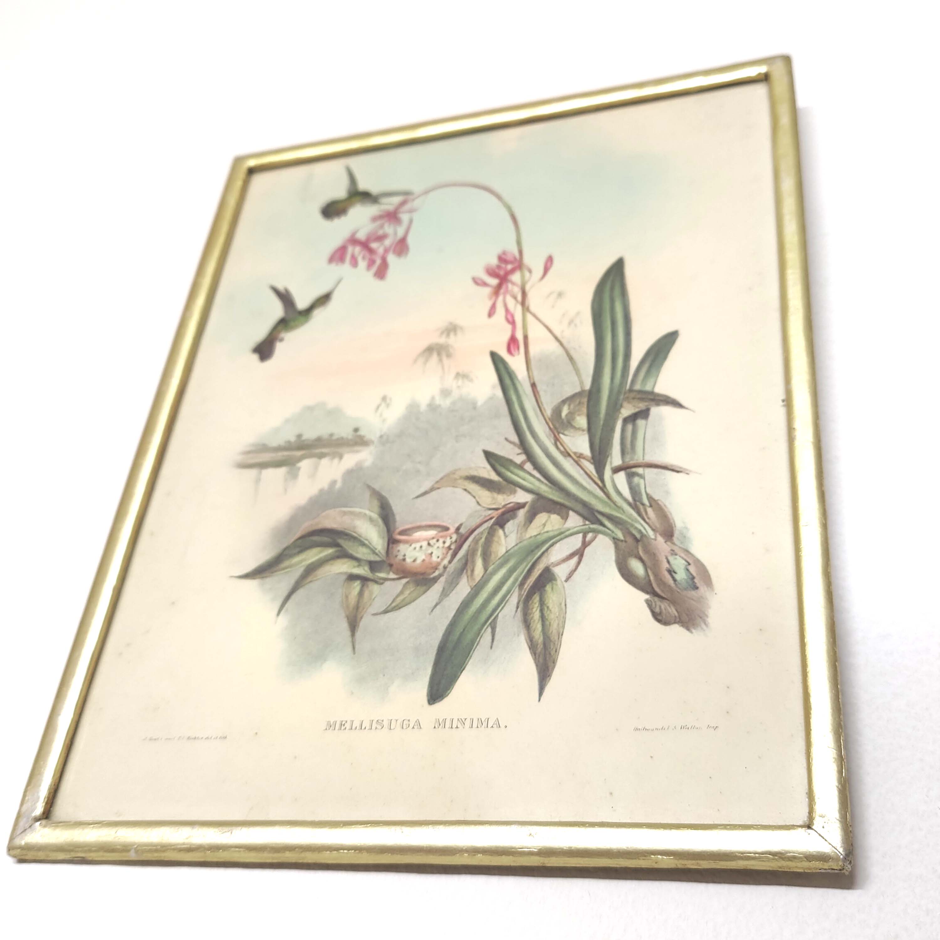 Lot 2 Bird lithographs by J. Gould and H-C Richter golden frame