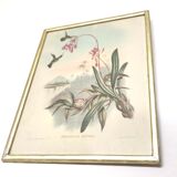 Lot 2 Bird lithographs by J. Gould and H-C Richter golden frame