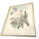 Lot 2 Bird lithographs by J. Gould and H-C Richter golden frame