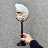 Large Tiger Nautilus shell on turned wooden base, old cabinet of curiosities