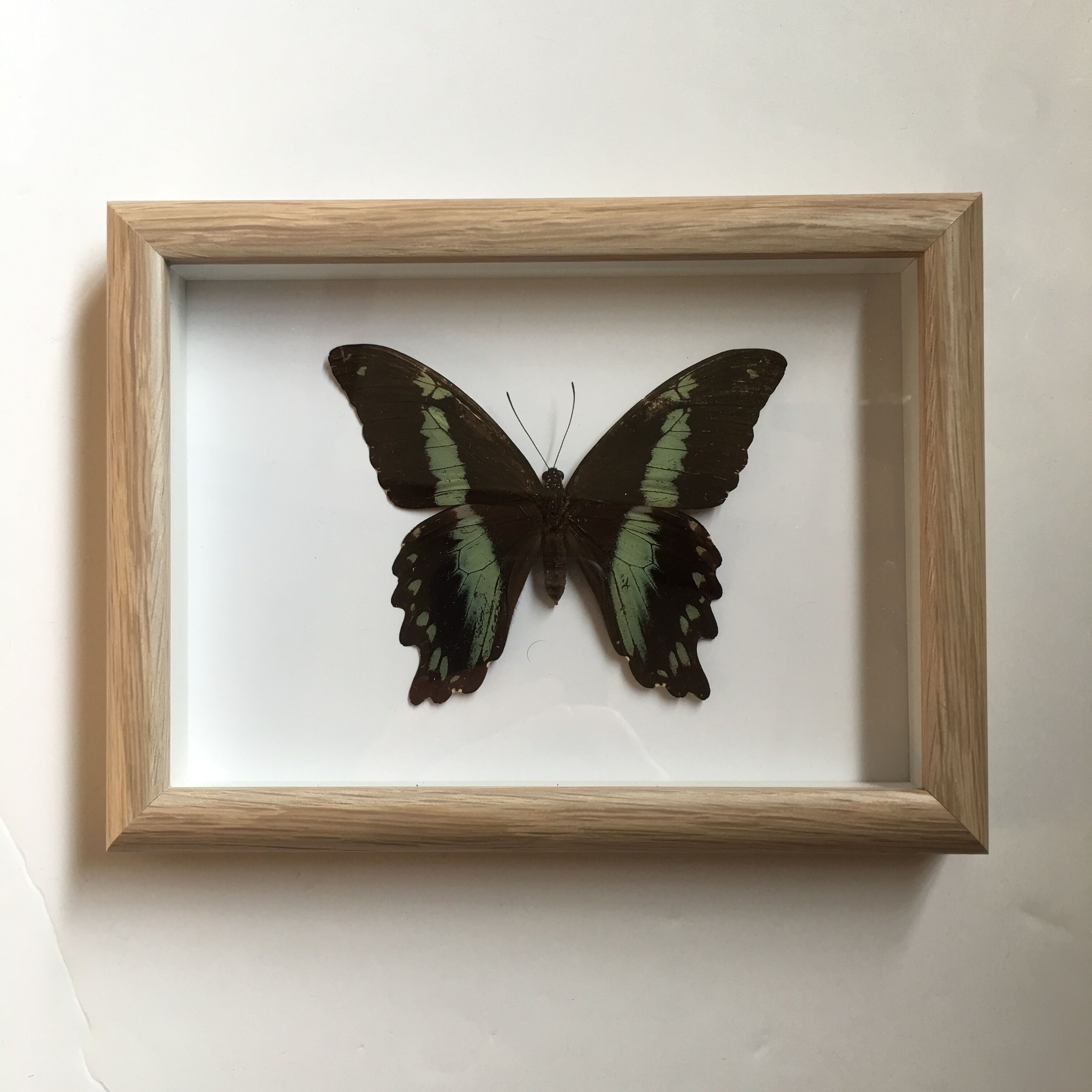 Butterfly naturalized under framework