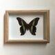Butterfly naturalized under framework