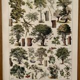 Lithograph on trees (lime tree) - 1930