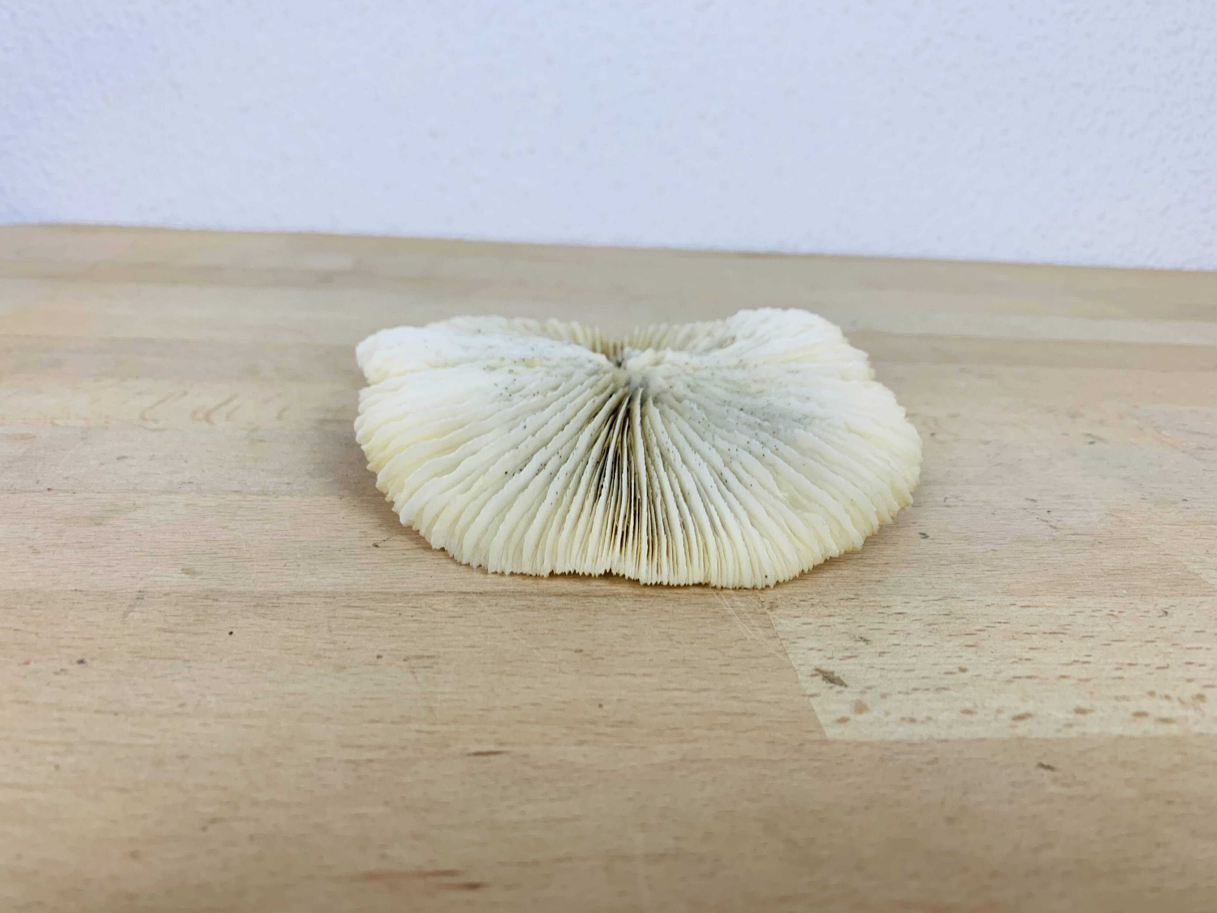 Natural Ancient White Fungia Coral