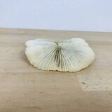 Natural Ancient White Fungia Coral