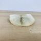 Natural Ancient White Fungia Coral