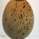 Pair of ostrich egg table lamps, 1960