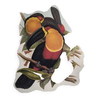 Illustration vintage - Toucan Ariel - par J.Gould - Planche oiseau nature