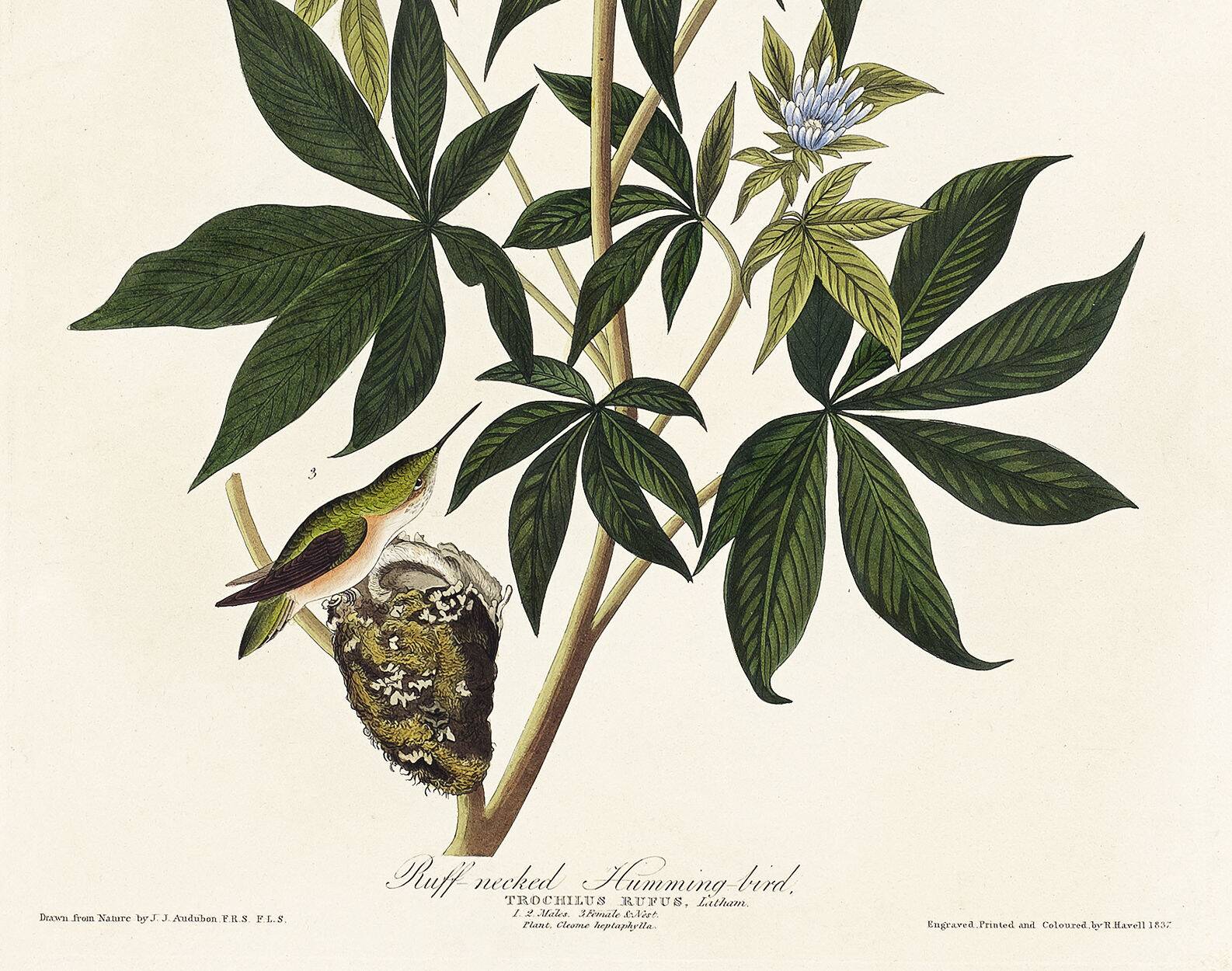 Poster about the rufous-throated hummingbird, based on an old engraving from 1827