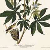 Poster about the rufous-throated hummingbird, based on an old engraving from 1827