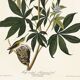 Poster about the rufous-throated hummingbird, based on an old engraving from 1827