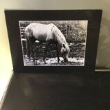 Black and white silver print