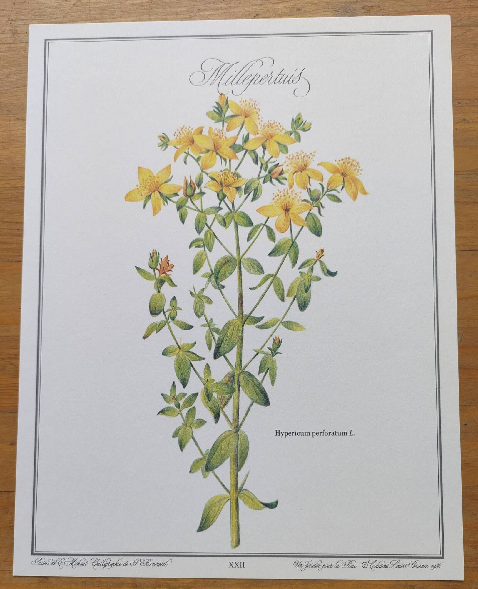 Botanical engraving -St. John's Wort- Illustration of medicinal plants and herbalism