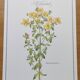 Botanical engraving -St. John's Wort- Illustration of medicinal plants and herbalism