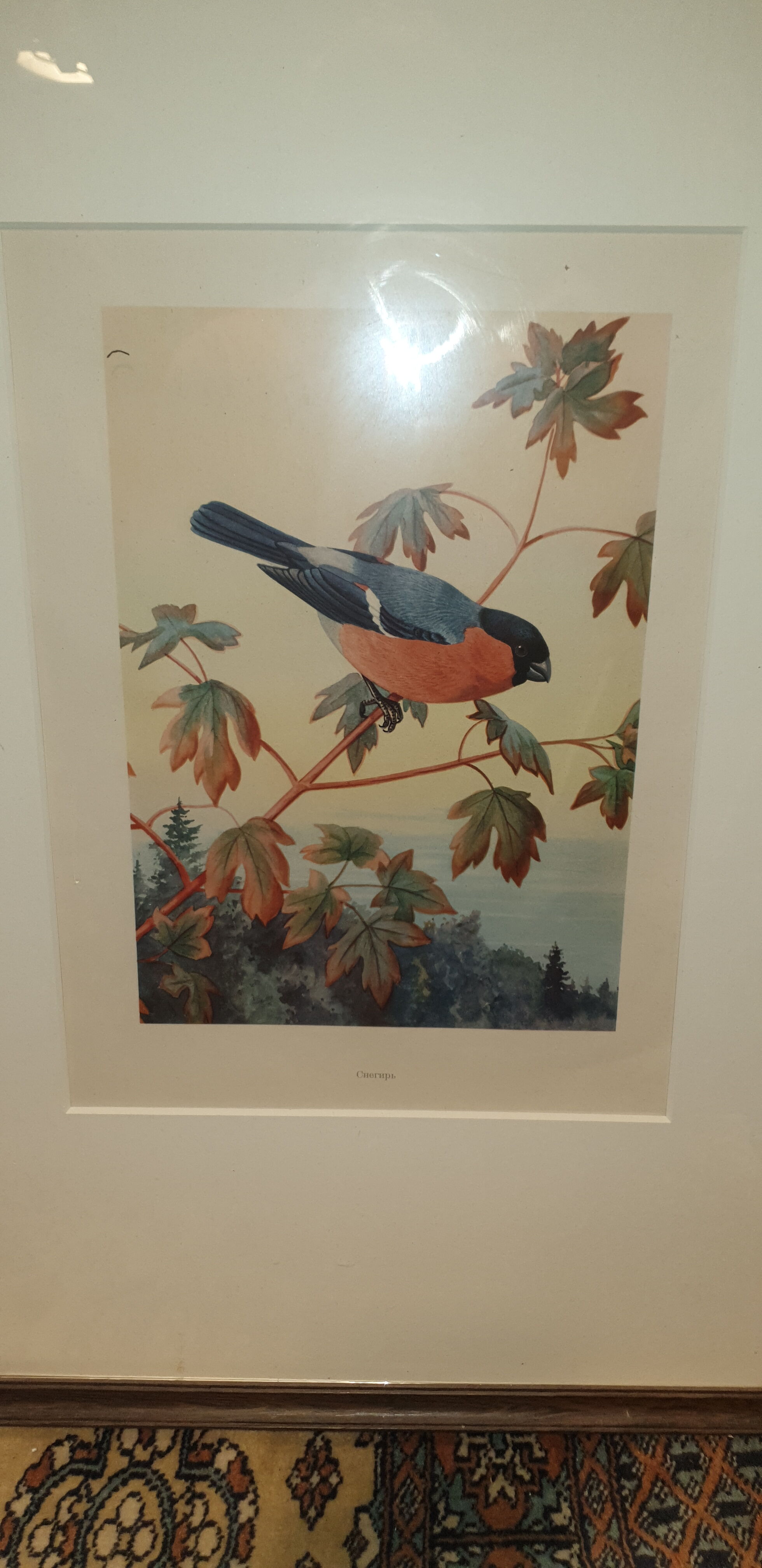 Ornithological engraving