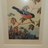 Gravure ornithologique