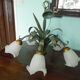 Chandelier of 5 corollas in white granite glass, central decoration with foliage 70s /80s