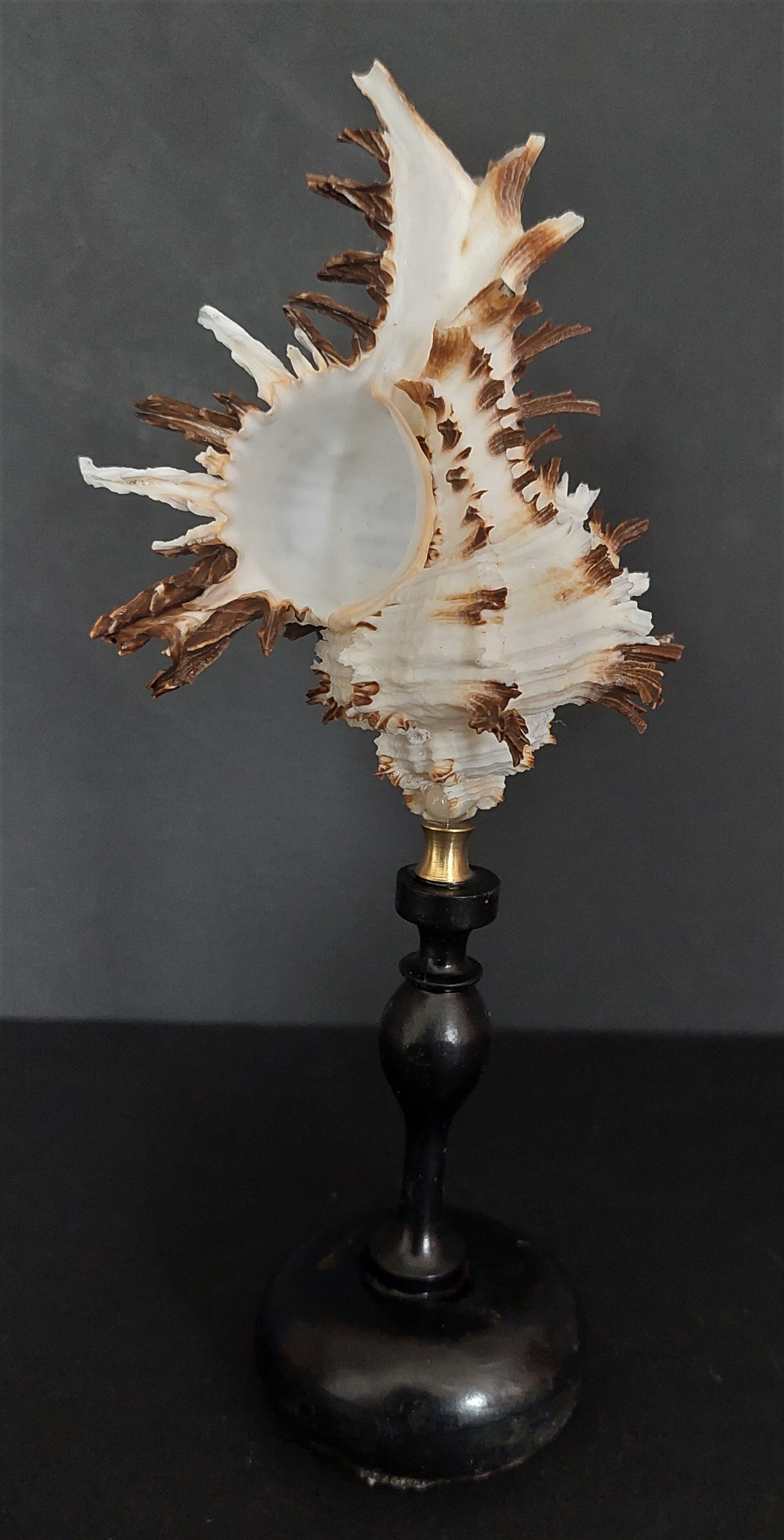 Cabinet of Curiosities shell hexaplex cichoreum on base