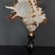 Cabinet of Curiosities shell hexaplex cichoreum on base