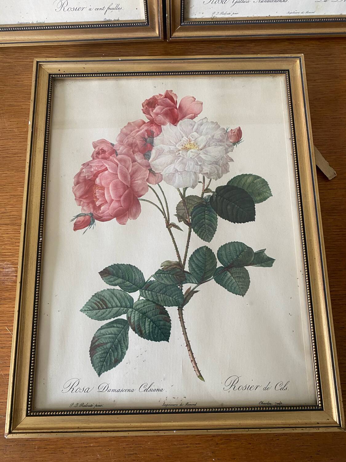 Antique lithographs by pierre joseph redouté, roses + gilded wood frame