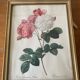 Antique lithographs by pierre joseph redouté, roses + gilded wood frame