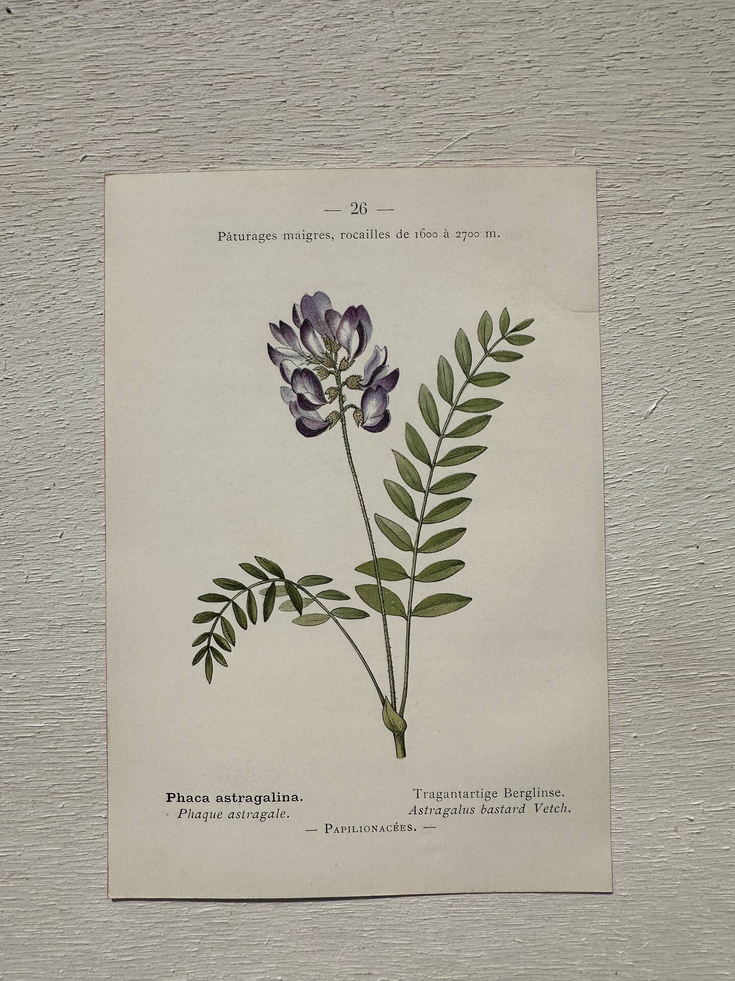 Botanical Plate 1800 Old naturalist engraving 19th century double-sided