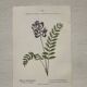 Botanical Plate 1800 Old naturalist engraving 19th century double-sided