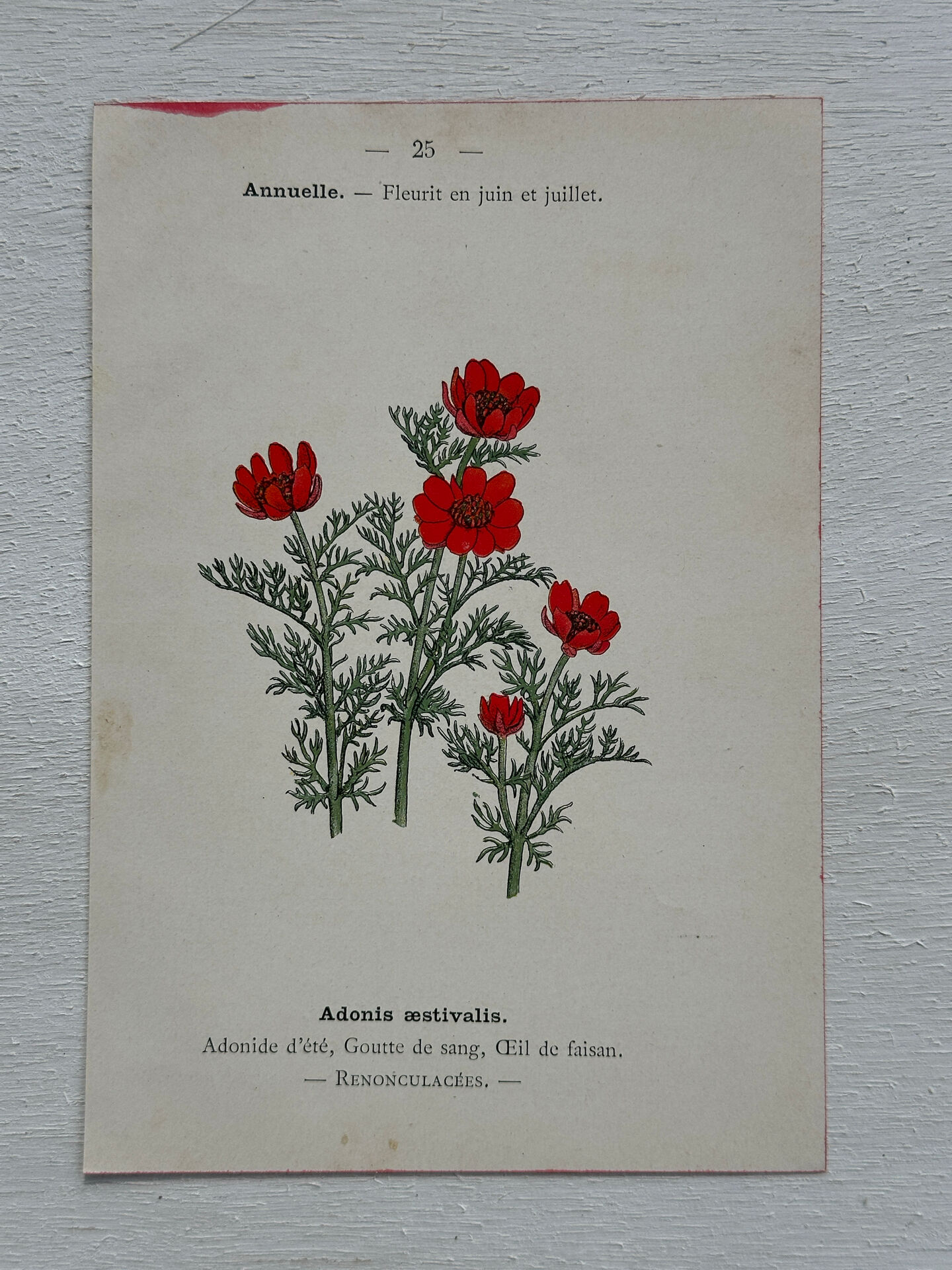 Botanical Plate 1800 Old Naturalist Engraving 19th Century Double-Sided
