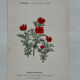 Botanical Plate 1800 Old Naturalist Engraving 19th Century Double-Sided
