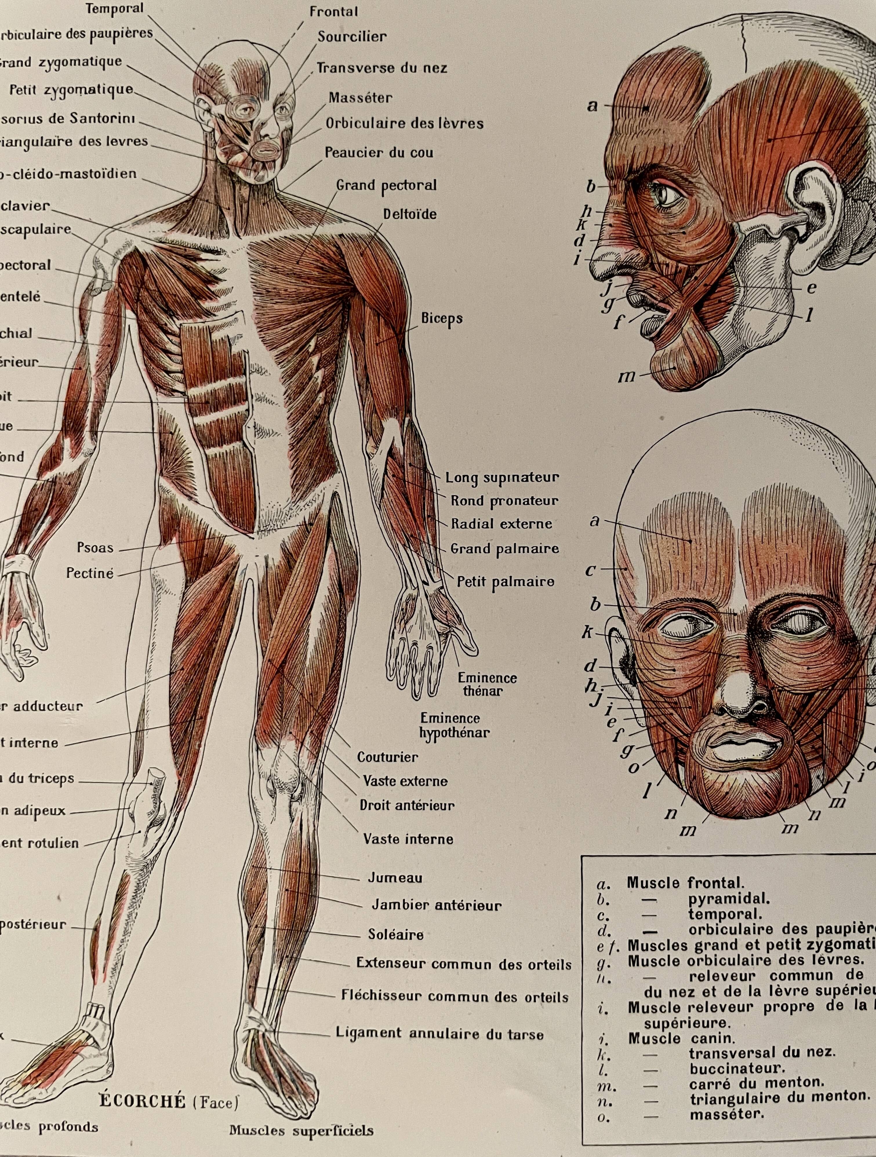 Illustrated plate on muscles (human body) -1950