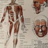 Illustrated plate on muscles (human body) -1950