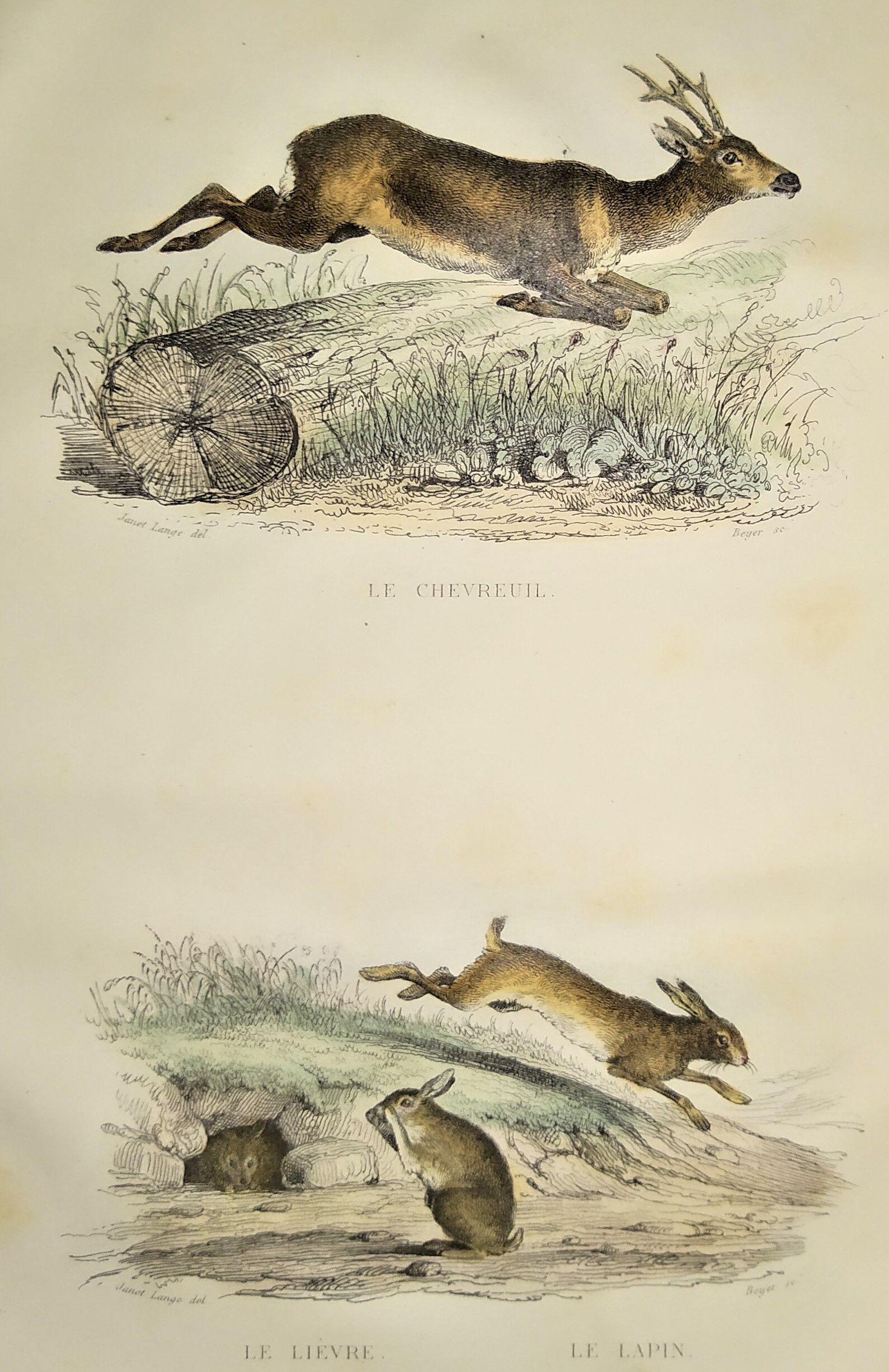 Original engraving from 1839, framed " Deer ,....,.... "