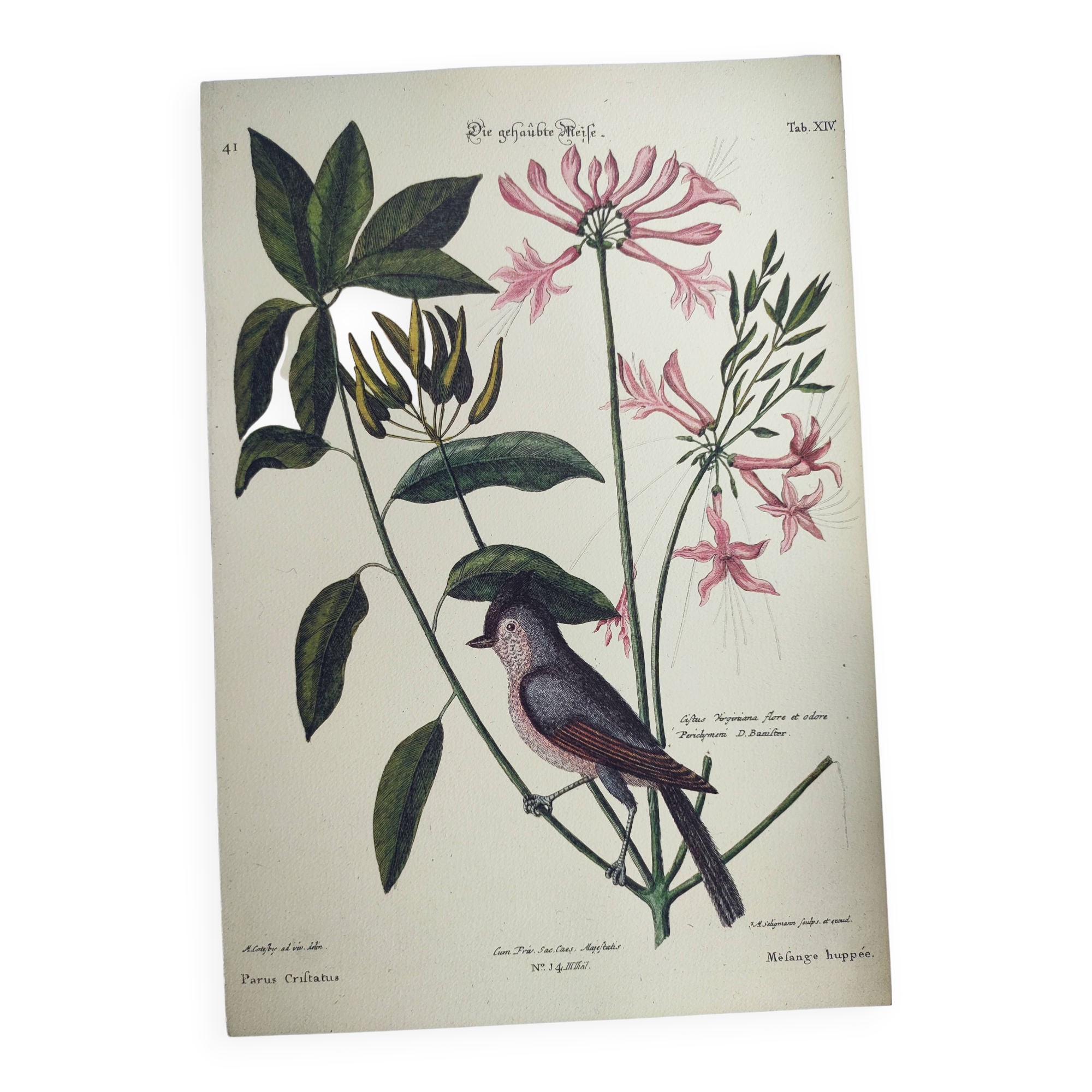 Vintage bird board - Crested titmouse - Old ornithology engraving by Seligmann & Catesby. 1973.