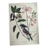 Vintage bird board - Crested titmouse - Old ornithology engraving by Seligmann & Catesby. 1973.