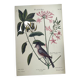 Planche vintage oiseau - Mésange huppée- Gravure ancienne ornithologique de Seligmann & Catesby, 1973