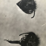 Original photograph JM Baufle, entomology, insect